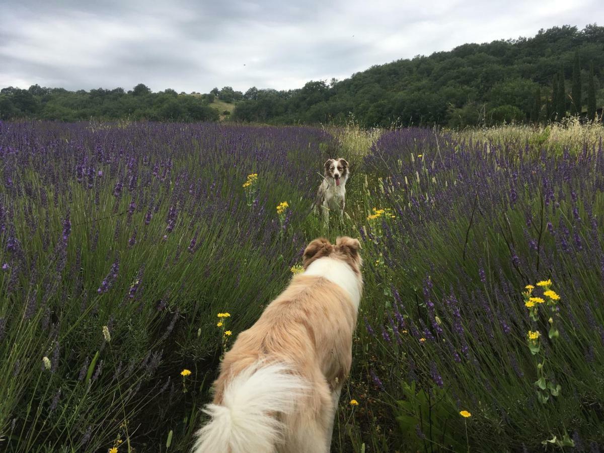 La Banditaccia Monticello Amiata 外观 照片